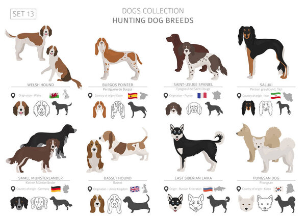 Hunting dogs collection isolated on white. Flat style. Different color and country of origin. Vector illustration