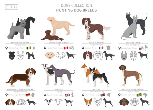 Κυνήγι Σκυλιά Συλλογή Απομονωμένα Λευκό Επίπεδη Στυλ Διαφορετικό Χρώμα Και — Διανυσματικό Αρχείο