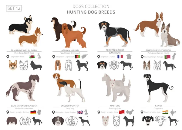 Hunting Dogs Collection Isolated White Flat Style Different Color Country — Stock Vector