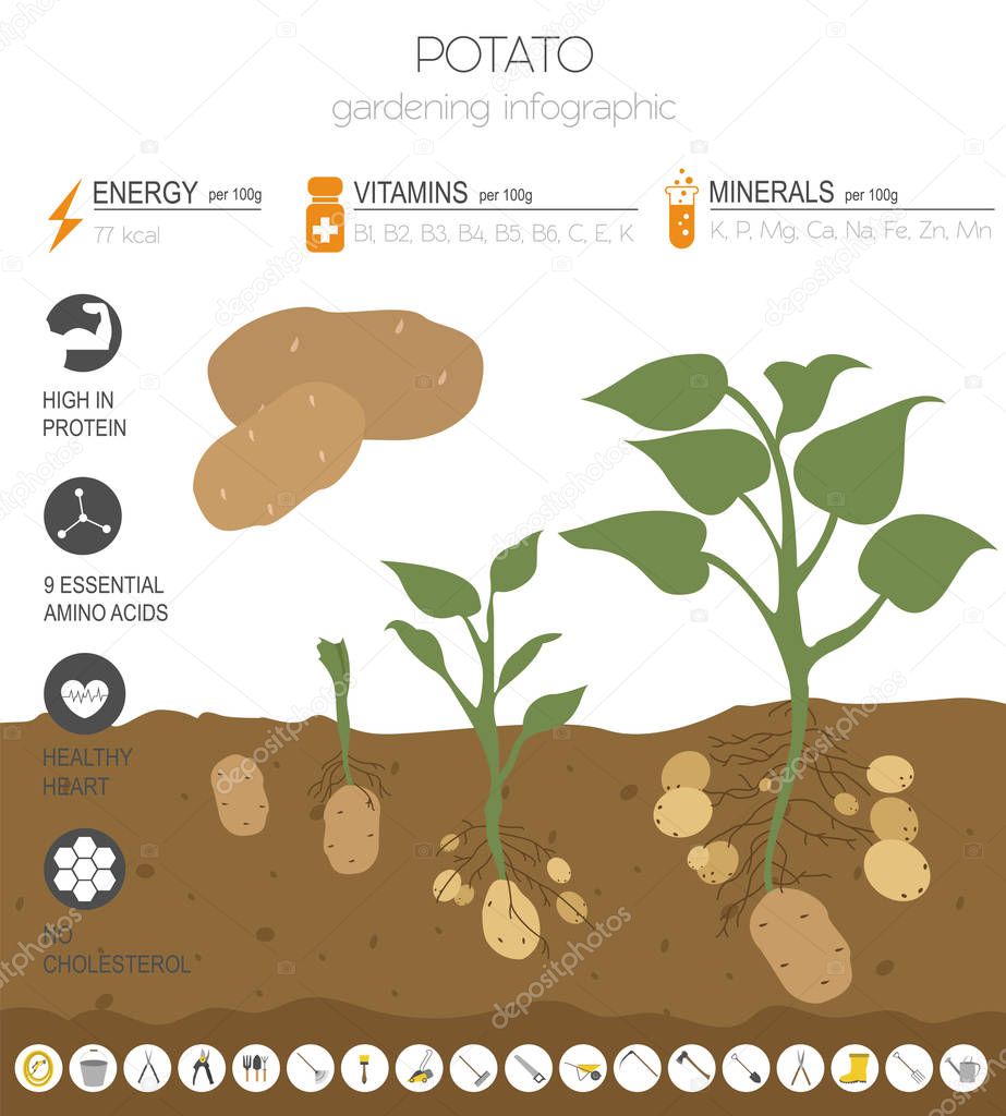 Potato beneficial features graphic template. Gardening, farming infographic, how it grows. Flat style design. Vector illustration