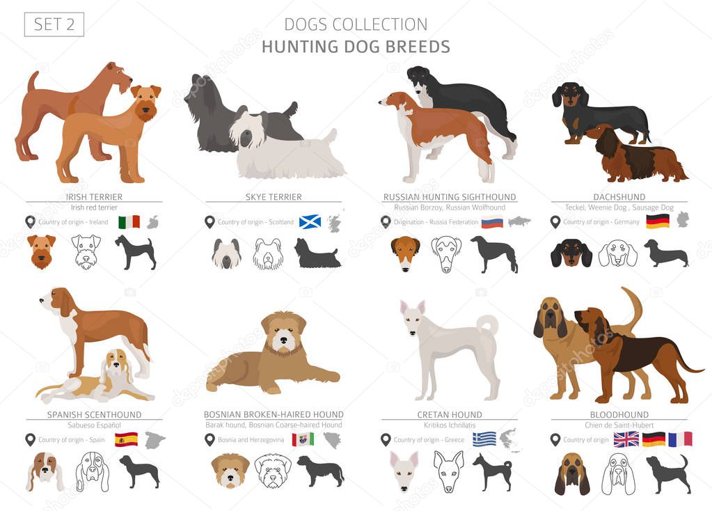 Hunting dogs collection isolated on white. Flat style. Different color and country of origin. Vector illustration