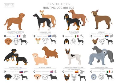 Av köpekleri koleksiyonu üzerinde beyaz izole. Düz stil. Farklı renk ve menşe ülke. Vektör çizim