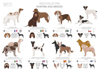 Av köpekleri koleksiyonu üzerinde beyaz izole. Düz stil. Farklı renk ve menşe ülke. Vektör çizim