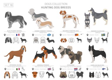 Av köpekleri koleksiyonu üzerinde beyaz izole. Düz stil. Farklı renk ve menşe ülke. Vektör çizim