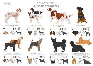 Av köpekleri koleksiyonu üzerinde beyaz izole. Düz stil. Farklı renk ve menşe ülke. Vektör çizim