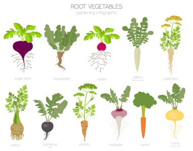 Root vegetables raphanus, radish, sugar beet, carrot, parsley etc. Gardening, farming infographic, how it grows. Flat style design. Vector illustration