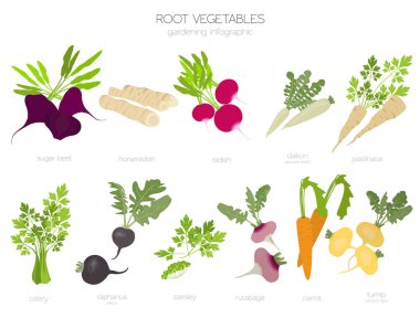 Root vegetables raphanus, radish, sugar beet, carrot, parsley etc. Gardening, farming infographic, how it grows. Flat style design. Vector illustration