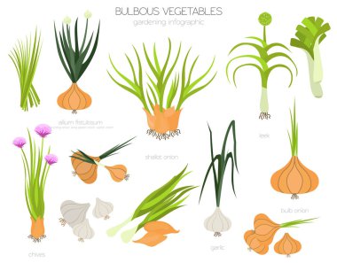 Soğanlı sebzeler, Galce soğan, ampul, pırasa, soğancık, sarımsak vs. Bahçe, Infographic tarım, nasıl büyür. Düz stil tasarım. Vektör çizim