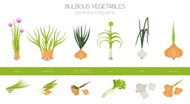 Soğanlı sebzeler, Galce soğan, ampul, pırasa, soğancık, sarımsak vs. Bahçe, Infographic tarım, nasıl büyür. Düz stil tasarım. Vektör çizim