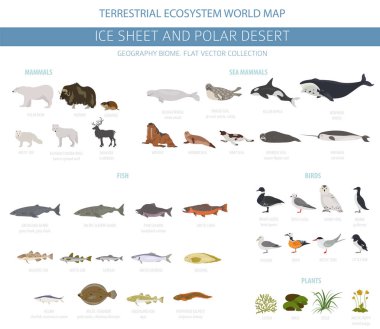 Buz levha ve kutup çöl biome. Karasal ekosistem dünya haritası. Arktik hayvan, kuş, balık ve bitki Infographic tasarım. Vektör çizim