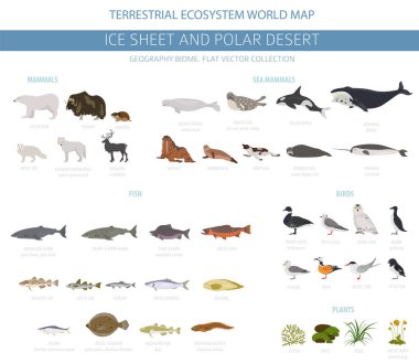 Ice sheet and polar desert biome. Terrestrial ecosystem world map. Arctic animals, birds, fish and plants infographic design. Vector illustration clipart