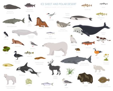 Buz levha ve kutup çöl biome. Karasal ekosistem dünya haritası. Arktik hayvan, kuş, balık ve bitki Infographic tasarım. Vektör çizim
