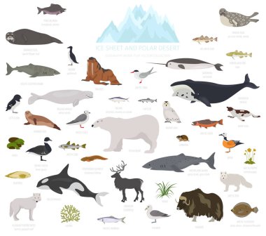 Buz levha ve kutup çöl biome. Karasal ekosistem dünya haritası. Arktik hayvan, kuş, balık ve bitki Infographic tasarım. Vektör çizim