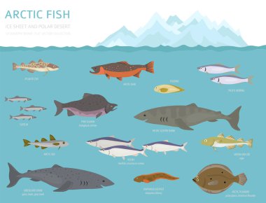 Buz levha ve kutup çöl biome. Karasal ekosistem dünya haritası. Arktik hayvan, kuş, balık ve bitki Infographic tasarım. Vektör çizim