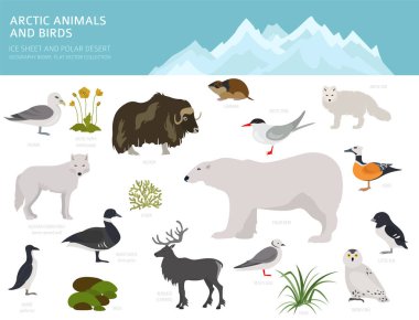 Ice sheet and polar desert biome. Terrestrial ecosystem world map. Arctic animals, birds, fish and plants infographic design. Vector illustration clipart