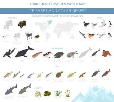 Buz levha ve kutup çöl biome. İzometrik 3d tarzı. Karasal ekosistem dünya haritası. Arktik hayvan, kuş, balık ve bitki Infographic tasarım. Vektör çizim