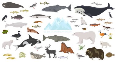 Ice sheet and polar desert biome. Terrestrial ecosystem world map. Arctic animals, birds, fish and plants infographic design. Vector illustration clipart