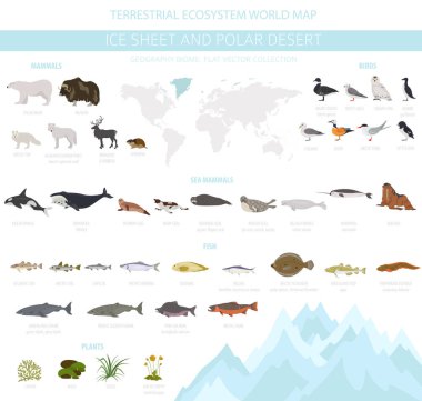 Buz levha ve kutup çöl biome. Karasal ekosistem dünya haritası. Arktik hayvan, kuş, balık ve bitki Infographic tasarım. Vektör çizim