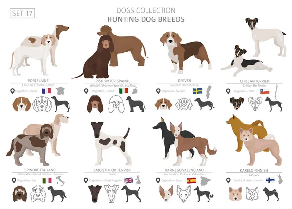 Colección Perros Caza Aislados Blanco Estilo Plano Diferente Color País — Vector de stock