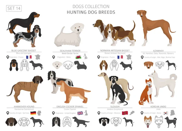 Colección Perros Caza Aislados Blanco Estilo Plano Diferente Color País — Vector de stock