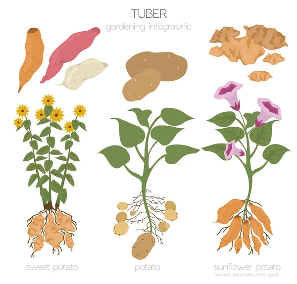 Modèle Graphique Pour Légumes Tubercules Pommes Terre Tournesol Patates Douces — Image vectorielle