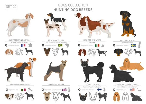 狩猟犬コレクションは 白で隔離 フラット スタイル 別の色および原産国 ベクトル図 — ストックベクタ