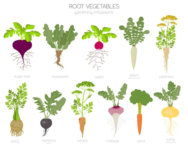 Root Vegetables Raphanus Radish Sugar Beet Carrot Parsley Etc Gardening — Stok Vektör