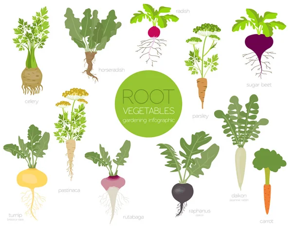 根类蔬菜 胡萝卜 欧芹等 农业信息图 它是如何生长的 扁平风格的设计 向量例证 — 图库矢量图片