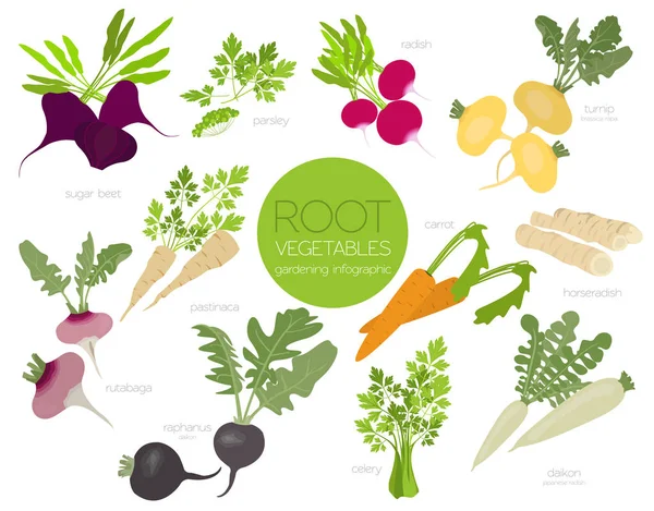 Root Vegetables Raphanus Radish Sugar Beet Carrot Parsley Etc Gardening — Stock Vector