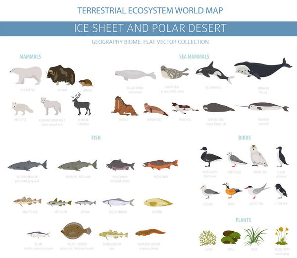 Ice sheet and polar desert biome. Terrestrial ecosystem world map. Arctic animals, birds, fish and plants infographic design. Vector illustration