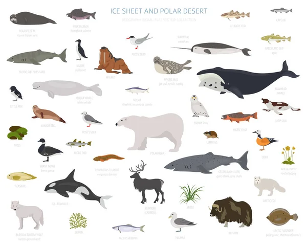 極地砂漠バイオーム 陸域生態系の世界地図 北極の動物 植物インフォ グラフィック デザイン ベクトル図 — ストックベクタ