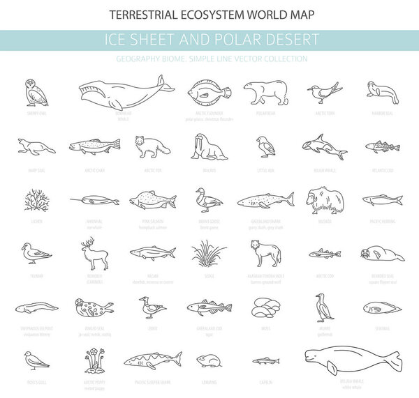 Ice sheet and polar desert biome. Simple line style. Terrestrial ecosystem world map. Arctic animals, birds, fish and plants infographic design. Vector illustration