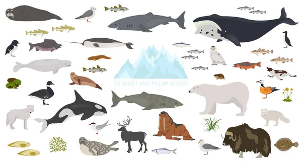極地砂漠バイオーム 陸域生態系の世界地図 北極の動物 植物インフォ グラフィック デザイン ベクトル図 — ストックベクタ