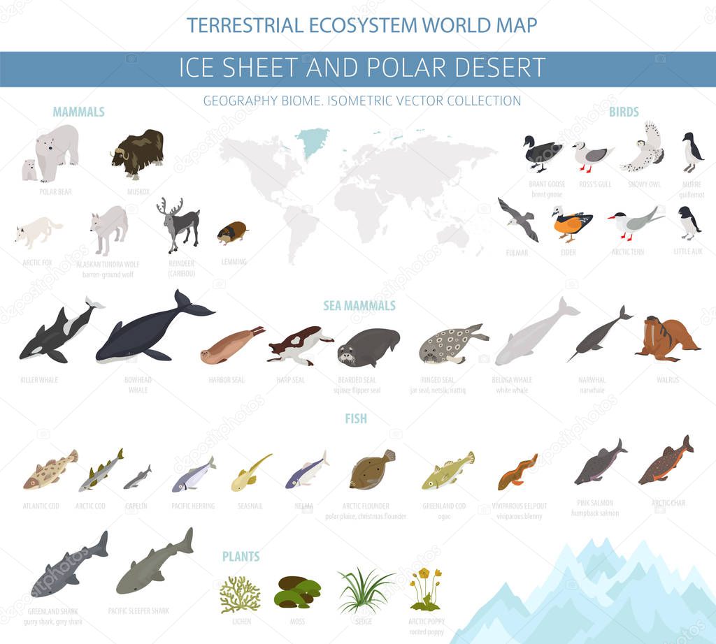 Ice sheet and polar desert biome. Isometric 3d style. Terrestrial ecosystem world map. Arctic animals, birds, fish and plants infographic design. Vector illustration