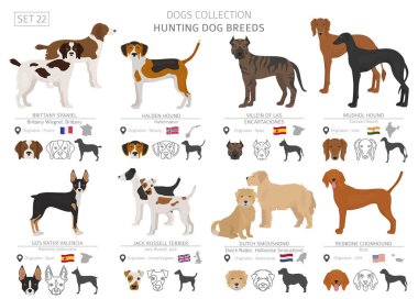 Hunting dogs collection isolated on white. Flat style. Different color and country of origin. Vector illustration clipart