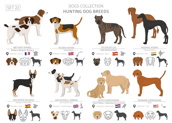 Colecția Câini Vânătoare Izolată Alb Stilul Plat Culoare Diferită Țară — Vector de stoc