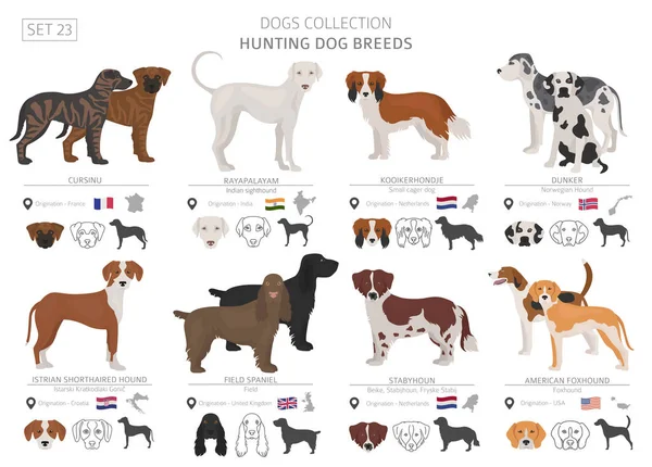 Hunting Dogs Collection Isolated White Flat Style Different Color Country — Stock Vector