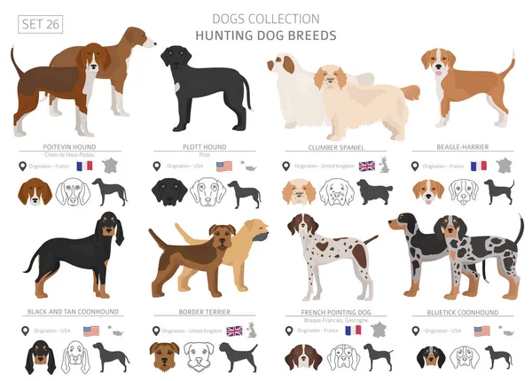 Colección Perros Caza Aislados Blanco Estilo Plano Diferente Color País — Vector de stock