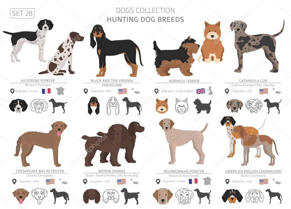 Hunting dogs collection isolated on white. Flat style. Different color and country of origin. Vector illustration