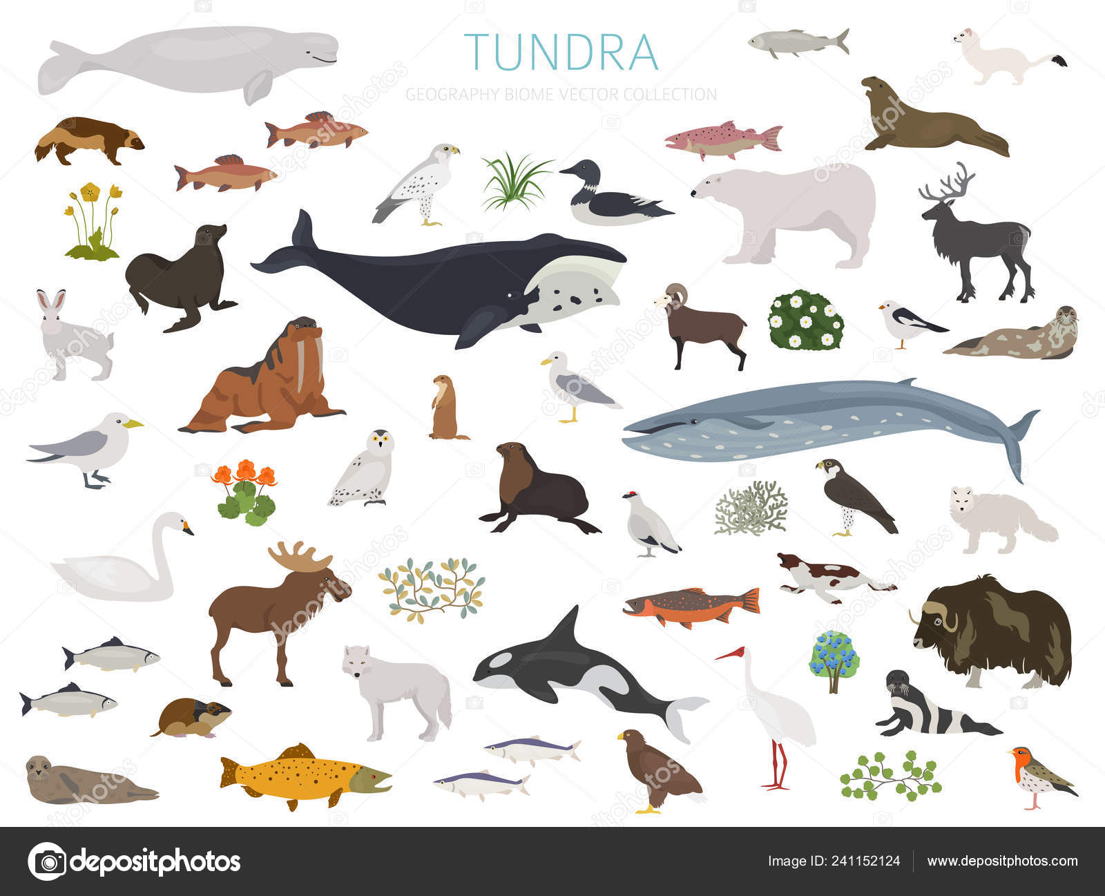 Tundra Biome Terrestrial Ecosystem World Map Arctic Animals Birds Fish  Stock Vector by ©A7880S 241152124