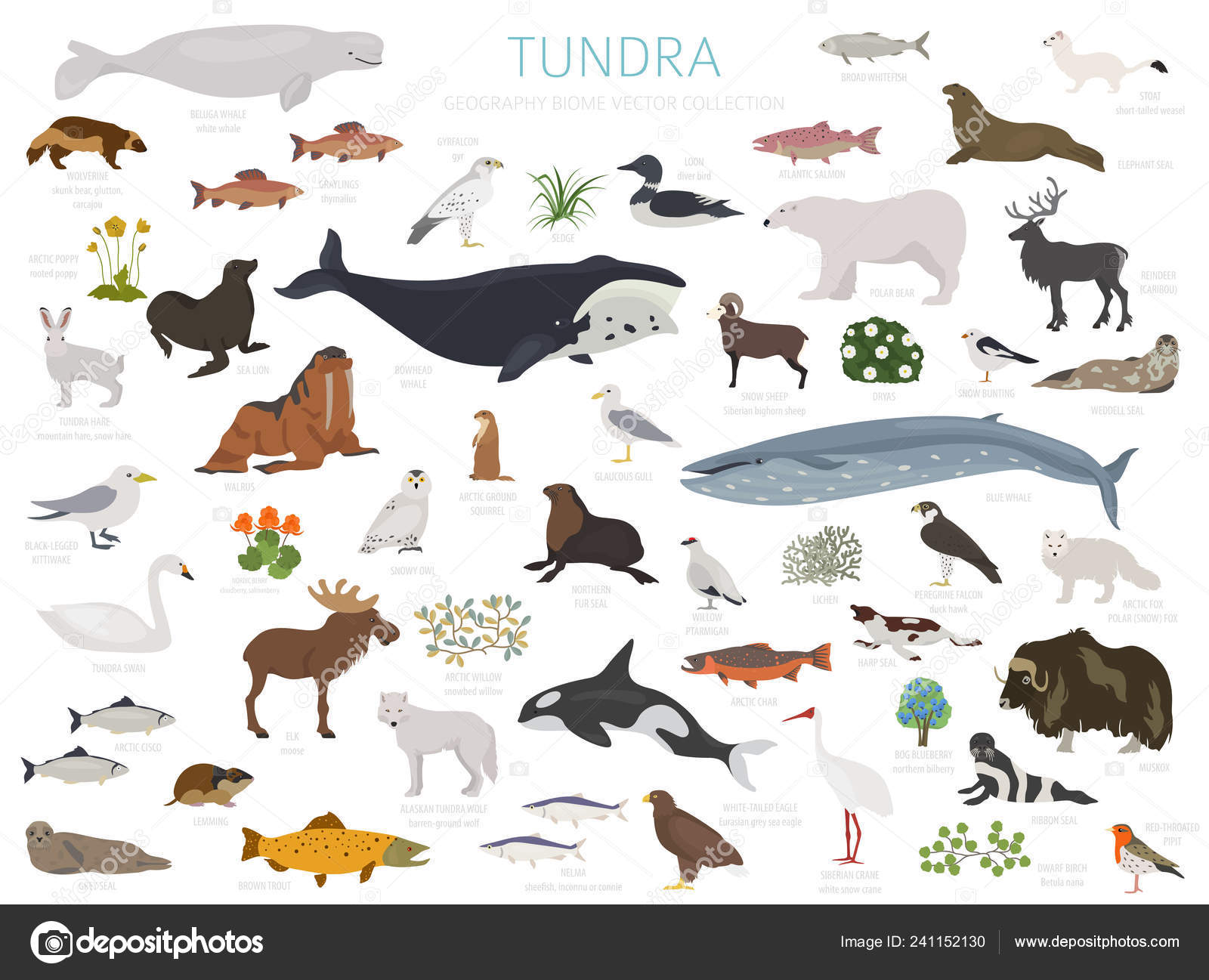 Taiga biome, boreal snow forest. Terrestrial ecosystem world map. Animals,  birds, fish and plants infographic design Stock Vector