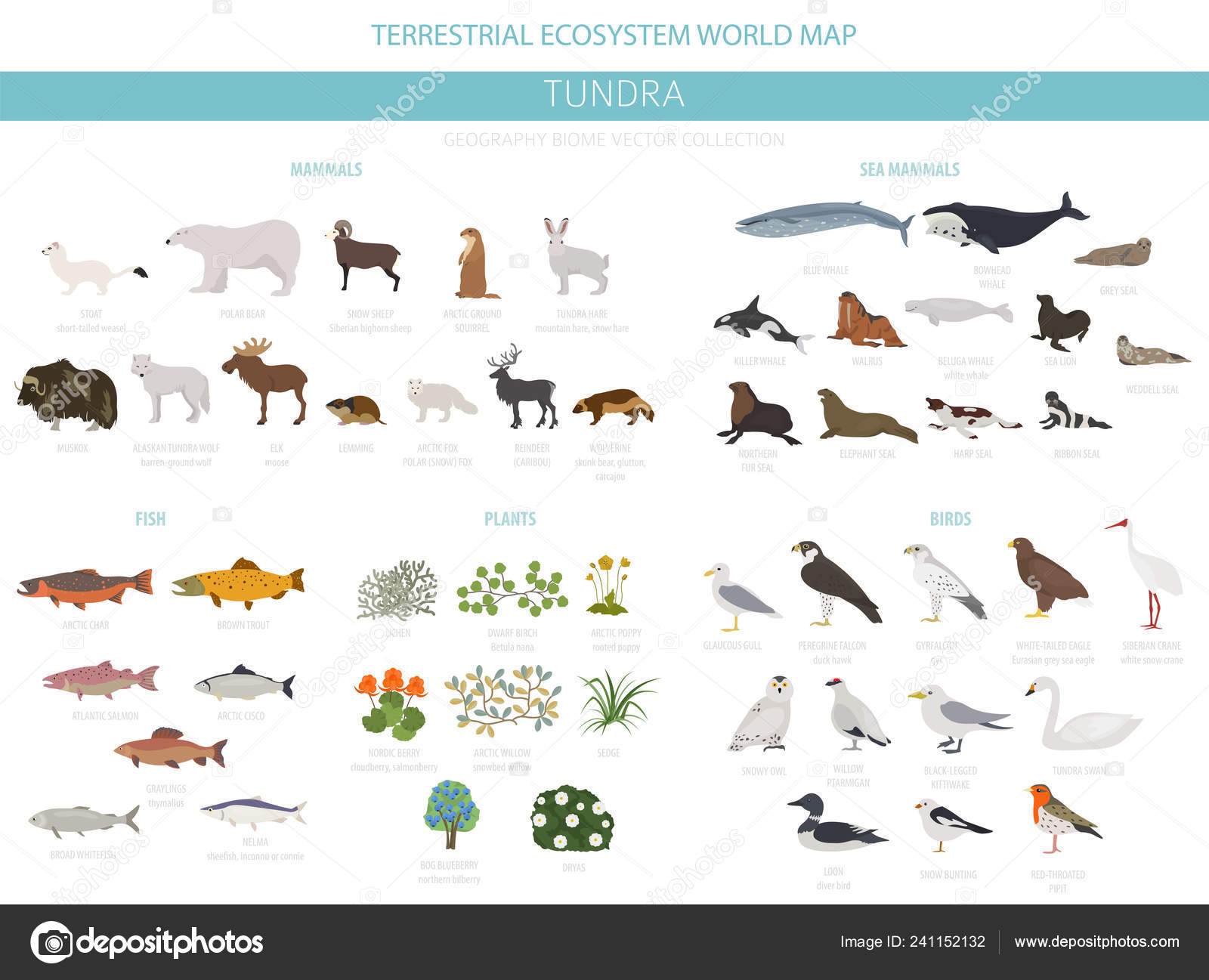 Tundra Biome Terrestrial Ecosystem World Map Arctic Animals Birds Fish Stock Vector Image by ©A7880S #241152132 Tundra Biome Terrestrial Ecosystem World Map Arctic Animals Birds Fish Stock Vector Image by ©A7880S #241152132