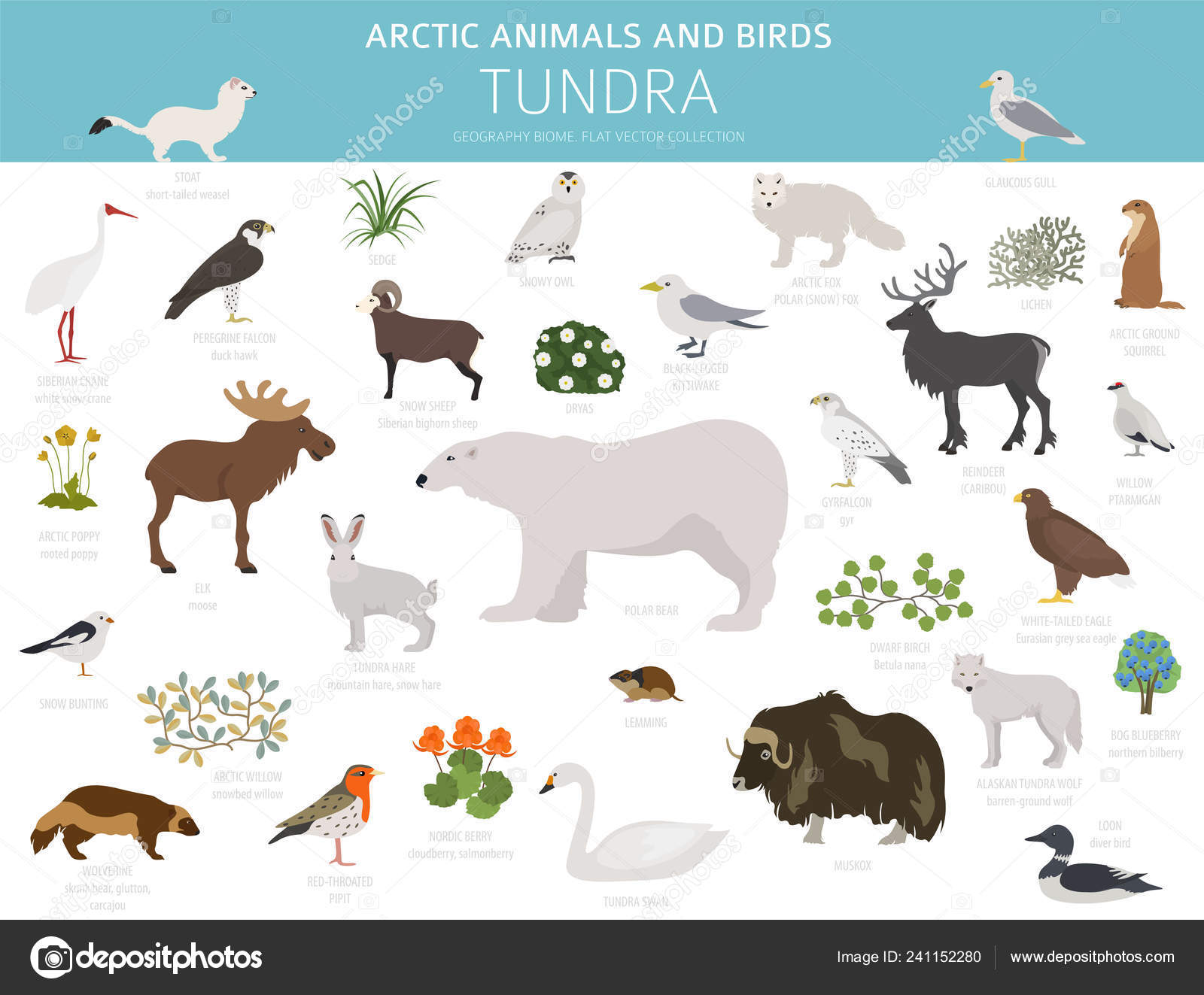 Tundra Biome Terrestrial Ecosystem World Map Arctic Animals Birds Infographic Stock Vector Image by ©A7880S #241152280 Tundra Biome Terrestrial Ecosystem World Map Arctic Animals Birds Infographic Stock Vector Image by ©A7880S #241152280