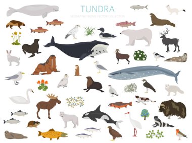 Tundra biome. Karasal ekosistem dünya haritası. Arktik hayvan, kuş, balık ve bitki Infographic tasarım. Vektör çizim