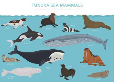 Tundra biome. Karasal ekosistem dünya haritası. Arctic deniz memelileri Infographic tasarım. Vektör çizim