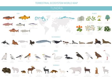 Tundra biome. Karasal ekosistem dünya haritası. Arktik hayvan, kuş, balık ve bitki Infographic tasarım. Vektör çizim