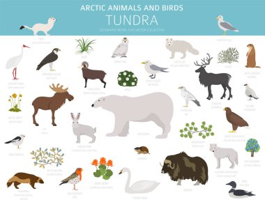 Tundra biome. Karasal ekosistem dünya haritası. Kutup hayvanlar ve kuşlar Infographic tasarım. Vektör çizim