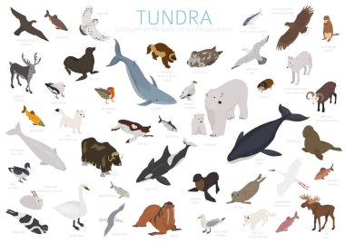 Tundra biome. İzometrik 3d tarzı. Karasal ekosistem dünya haritası. Arktik hayvan, kuş, balık ve bitki Infographic tasarım. Vektör çizim