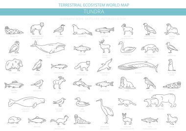 Tundra biome. Simple line style. Terrestrial ecosystem world map. Arctic animals, birds, fish and plants infographic design. Vector illustration clipart