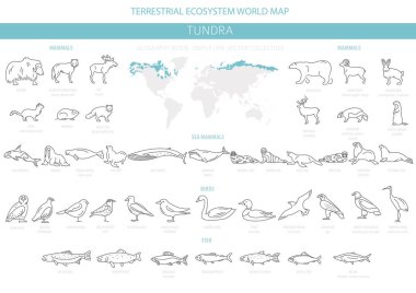 Tundra biome. Basit çizgi stili. Karasal ekosistem dünya haritası. Arktik hayvan, kuş, balık ve bitki Infographic tasarım. Vektör çizim